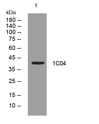 1 - 1C04 Rabbit Polyclonal Antibody AP93467