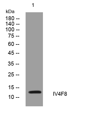 1 - IV4F8 Rabbit Polyclonal Antibody AP93469