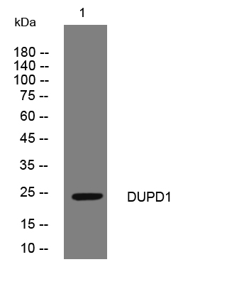 1 - DUPD1 Rabbit Polyclonal Antibody AP93471