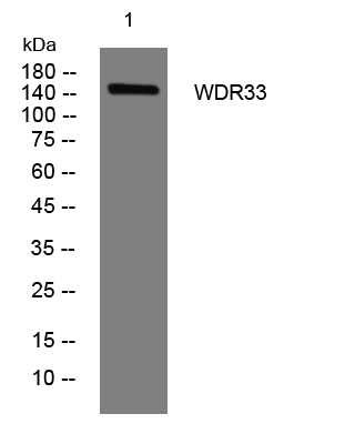 1 - WDR33 Rabbit Polyclonal Antibody AP93474