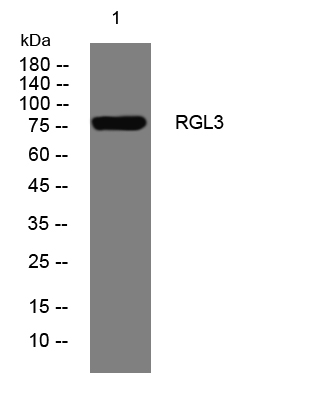 1 - RGL3 Rabbit Polyclonal Antibody AP93475