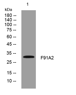 1 - F91A2 Rabbit Polyclonal Antibody AP93476