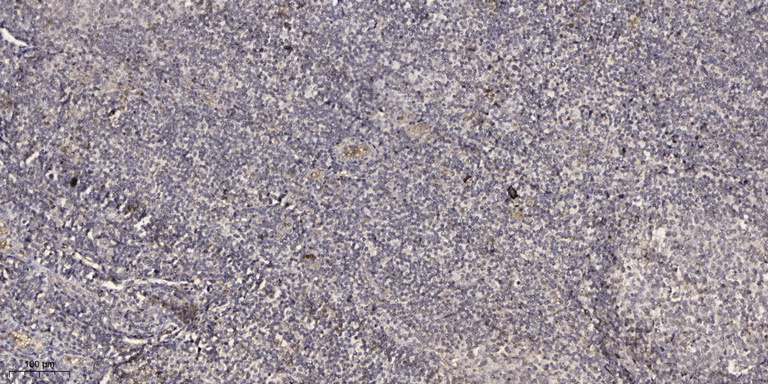 2 - SG1D1 Rabbit Polyclonal Antibody AP93480