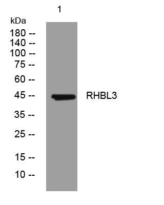 1 - RHBL3 Rabbit Polyclonal Antibody AP93481
