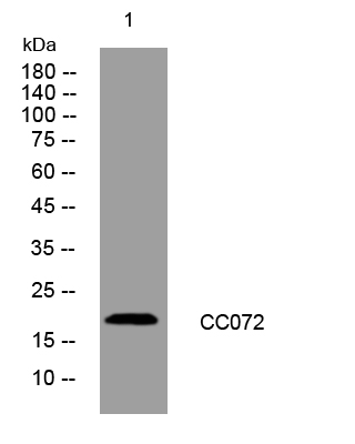 1 - CC072 Rabbit Polyclonal Antibody AP93485