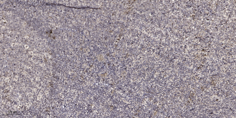 2 - CD048 Rabbit Polyclonal Antibody AP93486