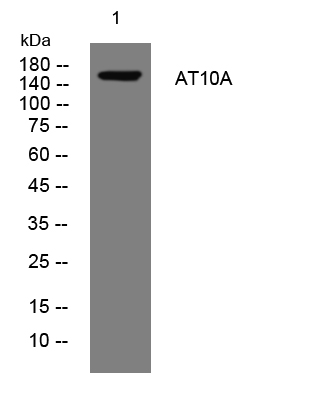 1 - AT10A Rabbit Polyclonal Antibody AP93487