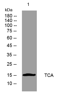 1 - TCA Rabbit Polyclonal Antibody AP93488