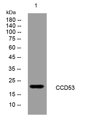1 - CCD53 Rabbit Polyclonal Antibody AP93493