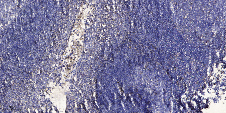2 - OCR1 Rabbit Polyclonal Antibody AP93494