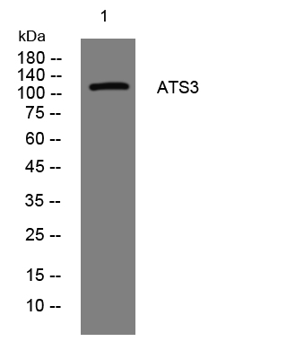 1 - ATS3 Rabbit Polyclonal Antibody AP93496