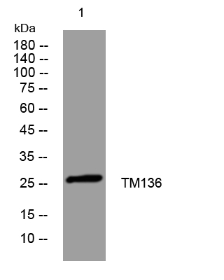 1 - TM136 Rabbit Polyclonal Antibody AP93500