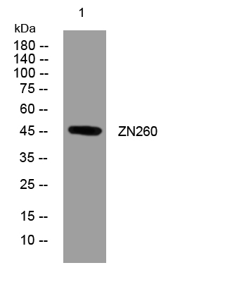 1 - ZN260 Rabbit Polyclonal Antibody AP93503