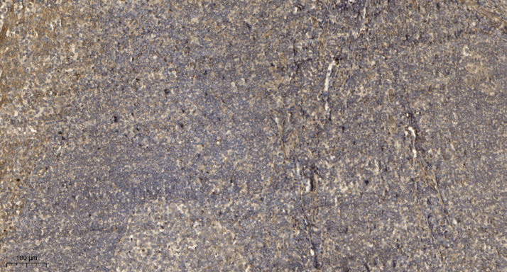 2 - YA037 Rabbit Polyclonal Antibody AP93509