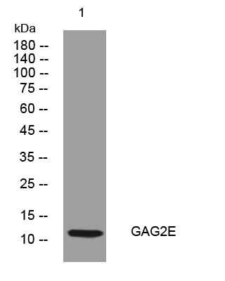1 - GAG2E Rabbit Polyclonal Antibody AP93510