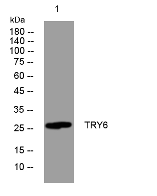 1 - TRY6 Rabbit Polyclonal Antibody AP93511