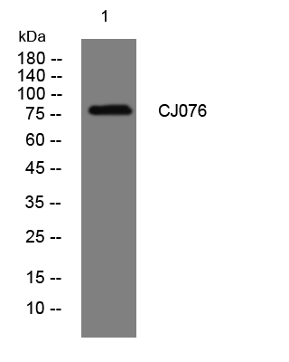 1 - CJ076 Rabbit Polyclonal Antibody AP93516