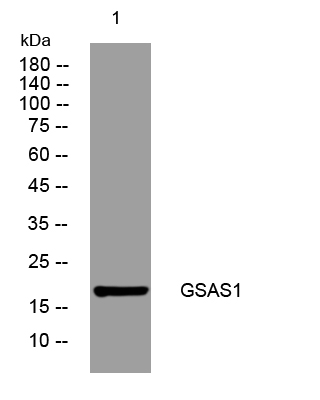 1 - GSAS1 Rabbit Polyclonal Antibody AP93523