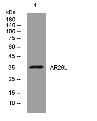 1 - AR26L Rabbit Polyclonal Antibody AP93524
