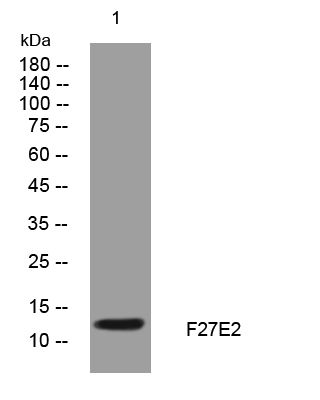 1 - F27E2 Rabbit Polyclonal Antibody AP93525