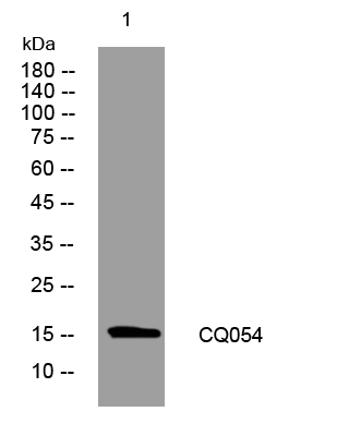 1 - CQ054 Rabbit Polyclonal Antibody AP93528