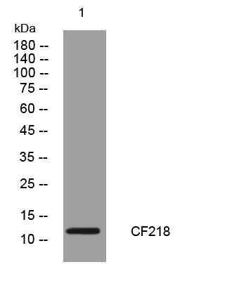 1 - CF218 Rabbit Polyclonal Antibody AP93532