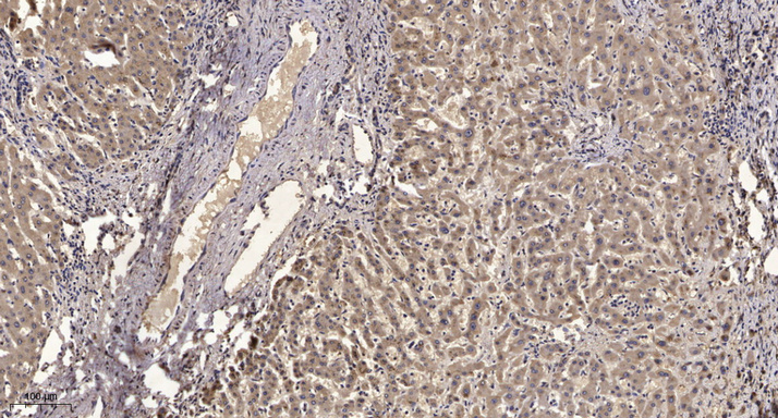 2 - LCN12 Rabbit Polyclonal Antibody AP93533