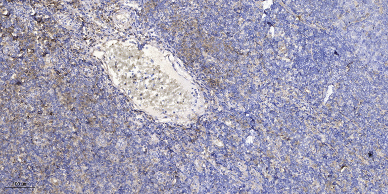 2 - CX028 Rabbit Polyclonal Antibody AP93534