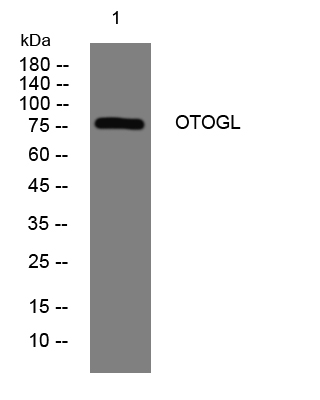 1 - OTOGL Rabbit Polyclonal Antibody AP93535