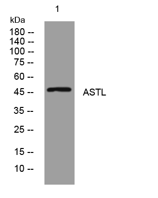 1 - ASTL Rabbit Polyclonal Antibody AP93537