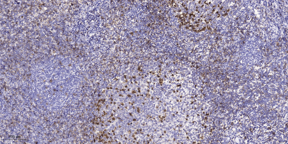 2 - FXYD3 Rabbit Polyclonal Antibody AP93538