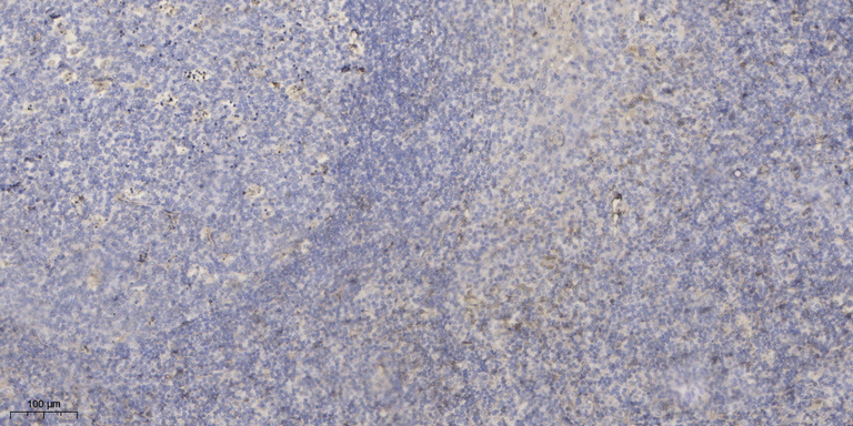 2 - SPIT3 Rabbit Polyclonal Antibody AP93539