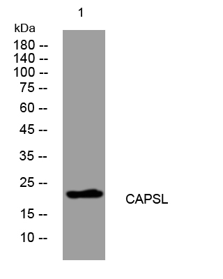1 - CAPSL Rabbit Polyclonal Antibody AP93543