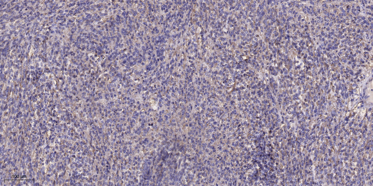 2 - MCHL1 Rabbit Polyclonal Antibody AP93546
