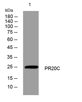 1 - PR20C Rabbit Polyclonal Antibody AP93549