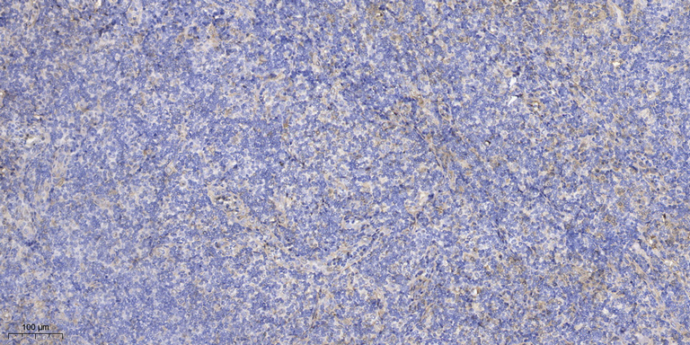 2 - NC334 Rabbit Polyclonal Antibody AP93551