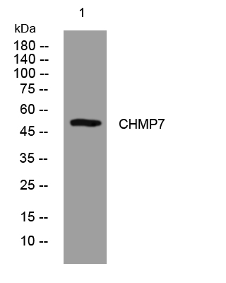 1 - CHMP7 Rabbit Polyclonal Antibody AP93554