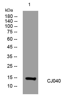 1 - CJ040 Rabbit Polyclonal Antibody AP93555