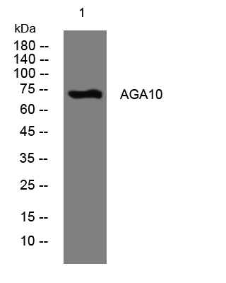 1 - AGA10 Rabbit Polyclonal Antibody AP93556