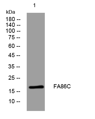 1 - FA86C Rabbit Polyclonal Antibody AP93558