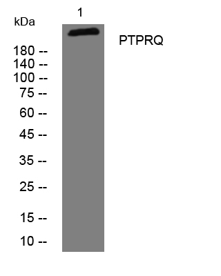 1 - PTPRQ Rabbit Polyclonal Antibody AP93563