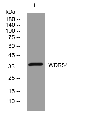 1 - WDR54 Rabbit Polyclonal Antibody AP93564