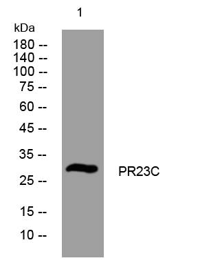 1 - PR23C Rabbit Polyclonal Antibody AP93565
