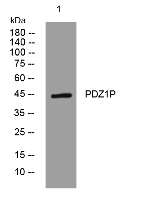 1 - PDZ1P Rabbit Polyclonal Antibody AP93567