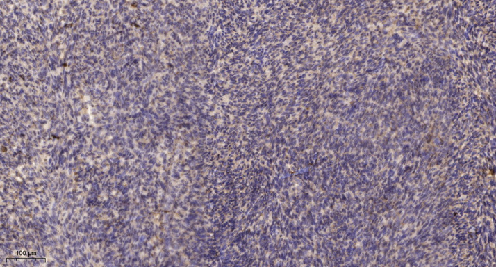 2 - PMS2L Rabbit Polyclonal Antibody AP93568