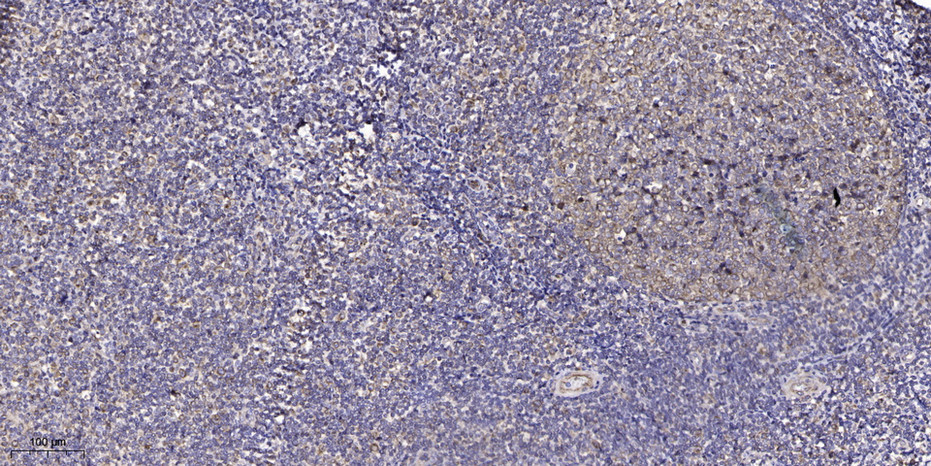 2 - MT1F Rabbit Polyclonal Antibody AP93569