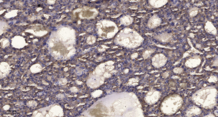 2 - RNAS7 Rabbit Polyclonal Antibody AP93571