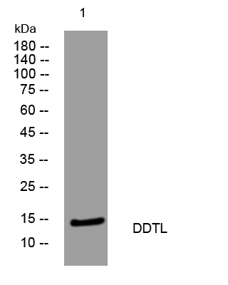 1 - DDTL Rabbit Polyclonal Antibody AP93574