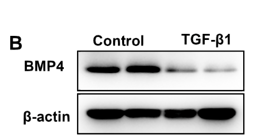 1 - BMP4 Rabbit Polyclonal Antibody AP93584