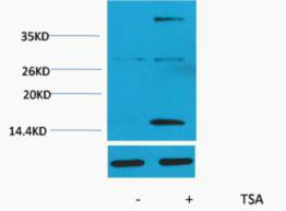 1 - Histone H3 (Acetyl Lys4) Rabbit Polyclonal Antibody AP93591